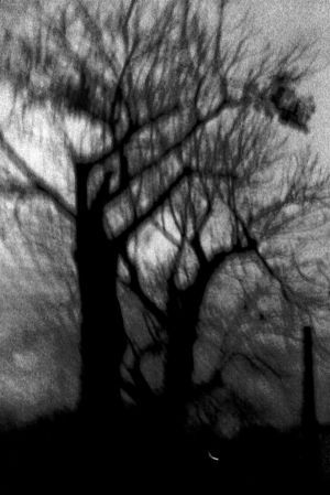 Night trees.jpg